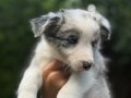Border collie Merle