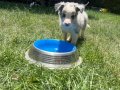 Border collie Merle