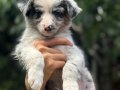Border collie Merle