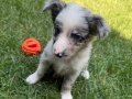 Border collie Merle