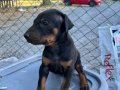 Doberman Yavruları 1 Aylık