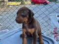 Doberman Yavruları 1 Aylık