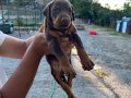 Doberman Yavruları 1 Aylık
