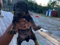 Doberman Yavruları 1 Aylık