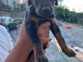 Doberman Yavruları 1 Aylık