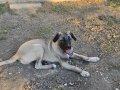 Uygun Çift tırnak simit kuyruk iri kemikli kangal yavrusu