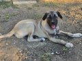 Uygun Çift tırnak simit kuyruk iri kemikli kangal yavrusu