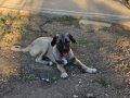 Uygun Çift tırnak simit kuyruk iri kemikli kangal yavrusu