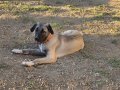 Uygun Çift tırnak simit kuyruk iri kemikli kangal yavrusu