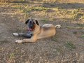 Uygun Çift tırnak simit kuyruk iri kemikli kangal yavrusu