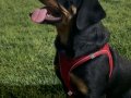 3 aylık erkek Rotweiler kif secereli kalite beslemek isteyen
