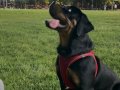 3 aylık erkek Rotweiler kif secereli kalite beslemek isteyen