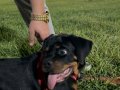 3 aylık erkek Rotweiler kif secereli kalite beslemek isteyen