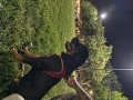 3 aylık erkek Rotweiler kif secereli kalite beslemek isteyen