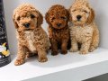 POODLE YAVRULARIMIZ