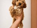 POODLE YAVRULARIMIZ