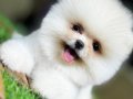 Pomerian boo 3 aylık