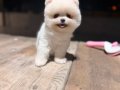 Pomerian boo 3 aylık