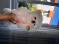 Pomerian boo 3 aylık
