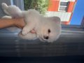 Pomerian boo 3 aylık