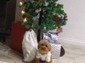 Toy poodle 