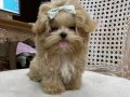 mini minnak bır poodle