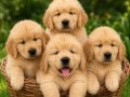BBAYFACE GOLDEN RETRİEVER EĞİTİMLİ 