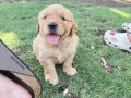 BABYFACE golden retriever uygun bebekler