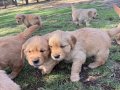 BABYFACE golden retriever uygun bebekler