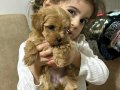 Minnak toypoodle minnak minnak 