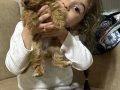 Minnak toypoodle minnak minnak 