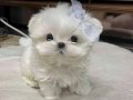 Morkie cinsi teacup