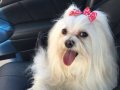 Morkie cinsi teacup