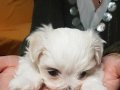 Morkie cinsi teacup