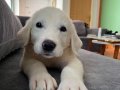 2 aylık yeni sütten kesildi anne baba aslan