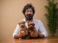 Scr li safkan anne babadan dizayn ırk maltipoo yavrularımız 