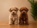 Scr li safkan anne babadan dizayn ırk maltipoo yavrularımız 