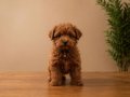 Scr li safkan anne babadan dizayn ırk maltipoo yavrularımız 