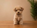 Scr li safkan anne babadan dizayn ırk maltipoo yavrularımız 