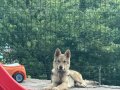 Orjinal Wolfdog Anne Baba Scr 