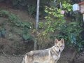 Orjinal Wolfdog Anne Baba Scr 