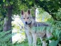 Orjinal Wolfdog Anne Baba Scr 