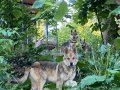Orjinal Wolfdog Anne Baba Scr 