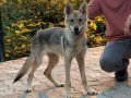 Orjinal Wolfdog Anne Baba Scr 