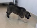 2 aylık oyuncu çok akıllı ayı kafa akita
