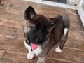 2 aylık oyuncu çok akıllı ayı kafa akita
