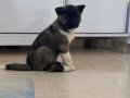 2 aylık oyuncu çok akıllı ayı kafa akita