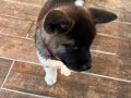 2 aylık oyuncu çok akıllı ayı kafa akita