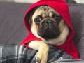 Pug erkek