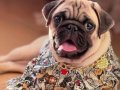 Pug erkek